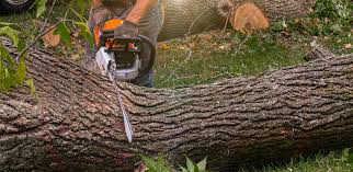 How Our Tree Care Process Works  in  Fall Creek, WI
