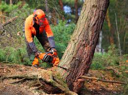 Best Soil Testing and Treatment  in Fall Creek, WI