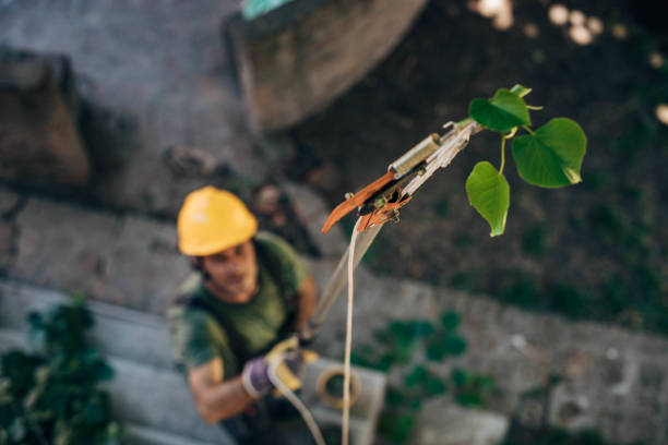 Fall Creek, WI Tree Services Company
