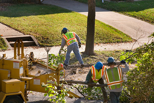 Best Palm Tree Trimming  in Fall Creek, WI