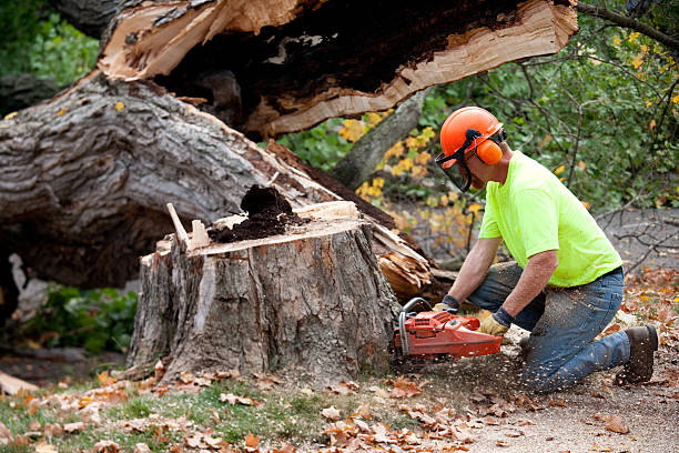 Best Tree and Shrub Care  in Fall Creek, WI