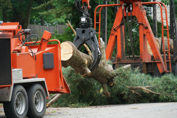 Best Firewood Processing and Delivery  in Fall Creek, WI