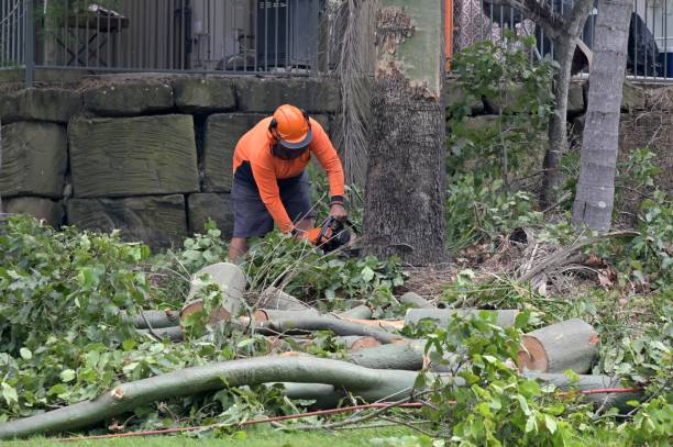 Best Hazardous Tree Removal  in Fall Creek, WI