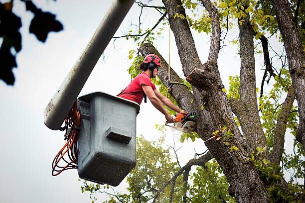 Best Arborist Consultation Services  in Fall Creek, WI
