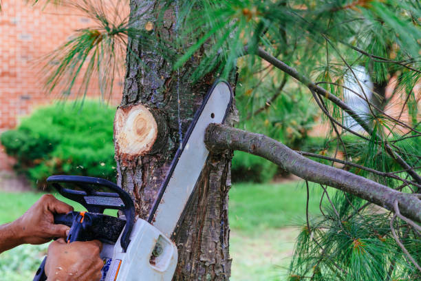 Best Emergency Tree Removal  in Fall Creek, WI